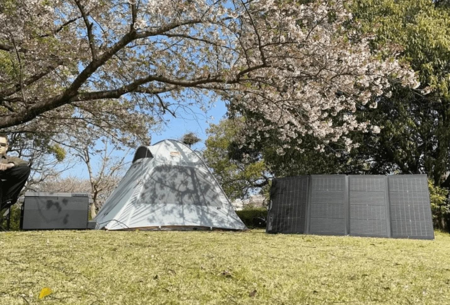 "Twas an EcoFlow Spring Cherry Blossom day here in Japan"